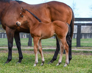 Breednet Gallery - Yes Yes Yes Coolmore Stud