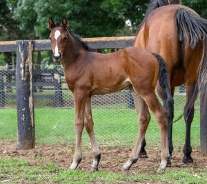 Breednet Gallery - Yes Yes Yes Coolmore, NSW 