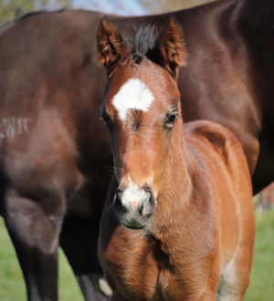 Breednet Gallery - Zousain Lime Country Thoroughbreds, NSW