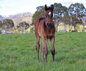 Breednet Gallery - Hellbent Lime Country Thoroughbreds, NSW