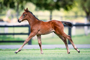 Breednet Gallery - I am Invincible Holbrook Thoroughbreds for Bob and Sandra Peters 
