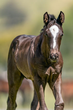 Breednet Gallery - Impending Holbrook Thoroughbreds, NSW