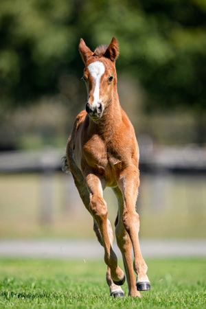 Breednet Gallery - Justify (USA) Holbrook Thoroughbreds for Bob and Sandra Peters 