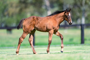 Breednet Gallery - Pierro Holbrook Thoroughbreds,  NSW for Bob and Sandra Peters 