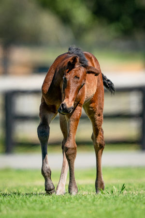 Breednet Gallery - Pierro Holbrook Thoroughbreds for Bob and Sandra Peters 