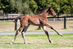 Breednet Gallery - Pierro Holbrook Thoroughbreds for Bob and Sandra Peters 