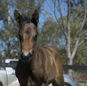 Breednet Gallery - I Am Invincible Kitchwin Hills, NSW