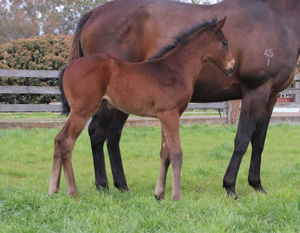 Breednet Gallery - Russian Revolution Lime Country Thoroughbreds, NSW