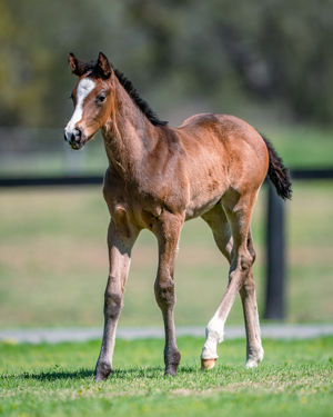 Breednet Gallery - So You Think Holbrook Thoroughbreds, NSW