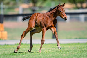 Breednet Gallery - Territories (IRE) Holbrook Thoroughbreds, NSW