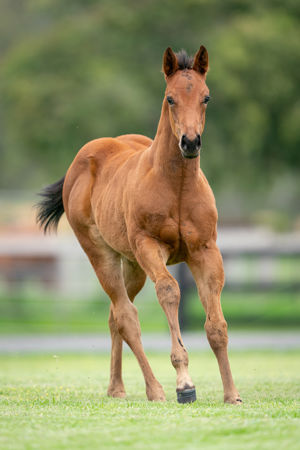 Breednet Gallery - Too Darn Hot (GB) Holbrook Thoroughbreds, NSW  for Burnewang North