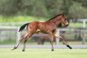 Breednet Gallery - Trapeze Artist Holbrook Thoroughbreds,  NSW for Bob and Sandra Peters 