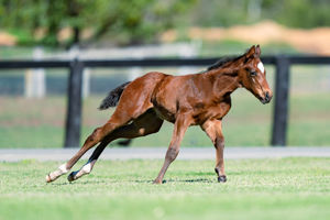 Breednet Gallery - Xtravagant Holbrook Thoroughbreds for Bob and Sandra Peters 