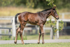 Breednet Gallery - American Pharoah (USA) Holbrook Thoroughbreds, NSW for Bob and Sandra Peters