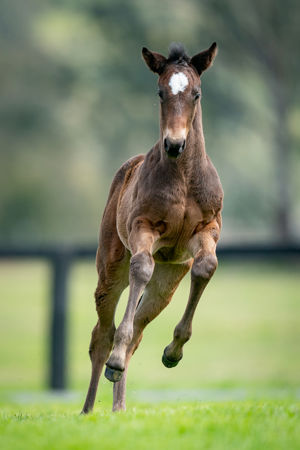 Breednet Gallery - Pierro Holbrook Thoroughbreds, NSW for Bob and Sandra Peters