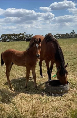 Breednet Gallery - Al Maher Stockwell Thoroughbreds, Vic