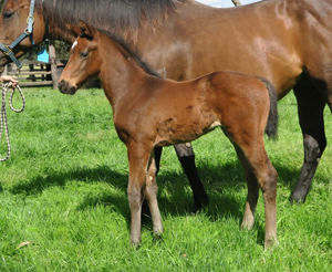 Breednet Gallery - Anders Davali Thoroughbreds, NSW