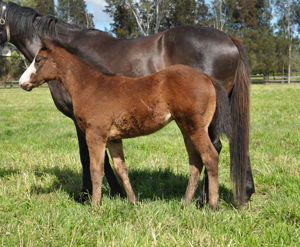 Breednet Gallery - King's Legacy Bred by Ben Kwok