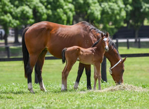 Breednet Gallery - Yes Yes Yes Coolmore, NSW for Kate Nivison