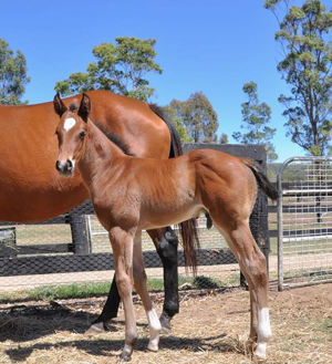 Breednet Gallery - Yes Yes Yes Clairden Racing, Qld