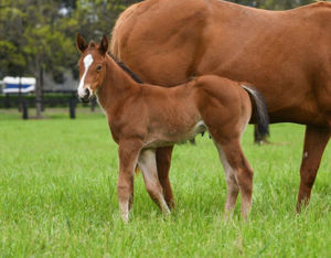 Breednet Gallery - Yes Yes Yes Bred by Monique Annetts.