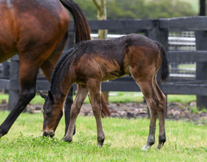 Breednet Gallery - Yes Yes Yes Coolmore , NSW for Joy & Samantha Jenkins