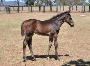 Breednet Gallery - Yes Yes Yes Clairden Racing, Qld