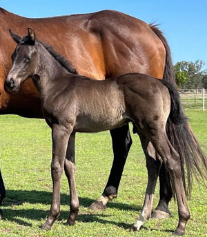 Breednet Gallery - Yes Yes Yes Stanley River Thoroughbreds