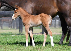 Breednet Gallery - Yes Yes Yes Go Bloodstock, NSW