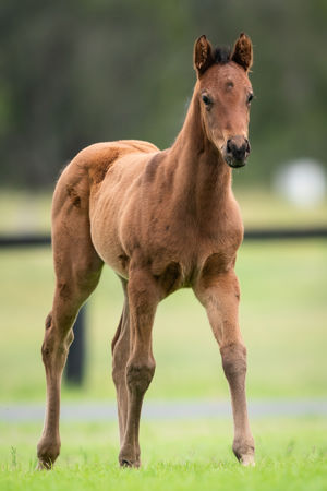 Breednet Gallery - Cosmic Force Holbrook Thoroughbreds, NSW