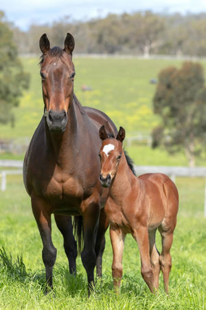 Breednet Gallery - Exceedance Middlebrook Valley Lodge, NSW for Kambula Stud