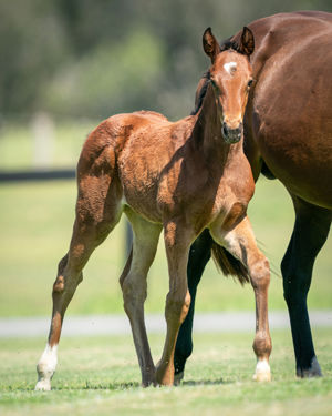Breednet Gallery - Churchill (IRE) Holbrook Thoroughbreds, NSW for Bob and Sandra Peters