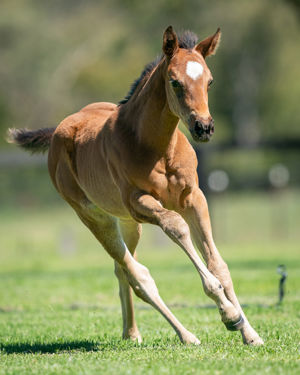 Breednet Gallery - Dundeel Holbrook Thoroughbreds, NSW for Bob and Sandra Peters 