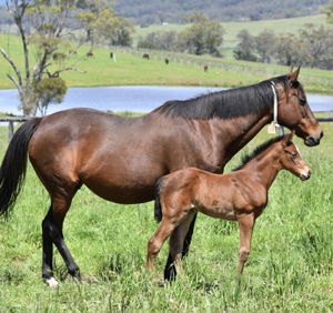 Breednet Gallery - Anders Middlebrook Valley Lodge, NSW