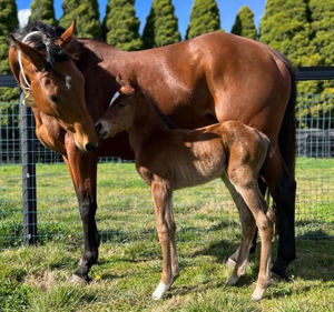 Breednet Gallery - Exceed and Excel The Chase, NSW