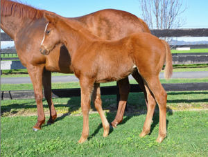 Breednet Gallery - King's Legacy Bred by Love Racing.