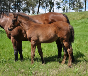 Breednet Gallery - King's Legacy  Bred by Fergus Doyle