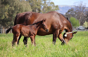 Breednet Gallery - Wootton Bassett (GB) Lime Country Thoroughbreds, NSW for Jamieson Park