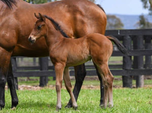 Breednet Gallery - Yes Yes Yes Coolmore, NSW