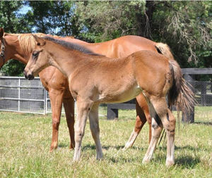 Breednet Gallery - Yes Yes Yes  Coolmore, NSW for Kate Nivison