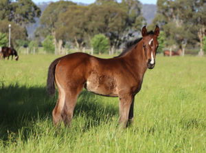 Breednet Gallery - Yes Yes Yes Lime Country Thoroughbreds, NSW