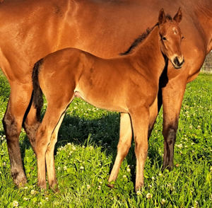 Breednet Gallery - Yes Yes Yes Monarch Stud, NSW