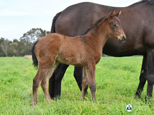 Breednet Gallery - All Too Hard Vinery Stud, NSW 