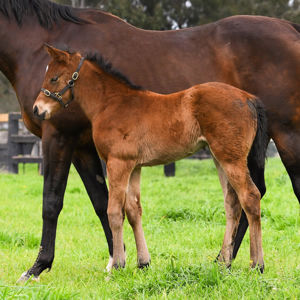 Breednet Gallery - King's Legacy Coolmore, NSW