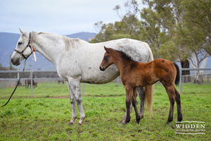 Breednet Gallery - Zoustar Half-brother to Group winners Tenley and Biscayne Bay.