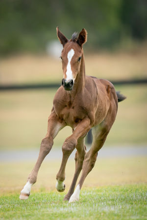 Breednet Gallery - I'm all the Talk Holbrook Thoroughbreds, NSW for Bob and Sandra Peters 