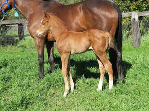 Breednet Gallery - Yes Yes Yes Davali Thoroughbreds, NSW