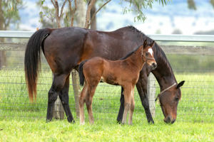 Breednet Gallery - Vancouver Willow Park, NSW