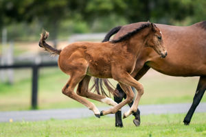 Breednet Gallery - Maurice (Jpn) Holbrook Thoroughbreds, NSW for Bob and Sandra Peters