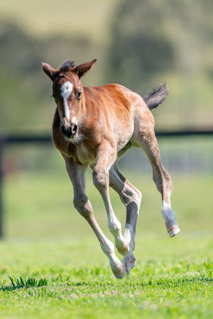 Breednet Gallery - Shalaa (IRE) Holbrook Thoroughbreds, NSW for Bob and Sandra Peters